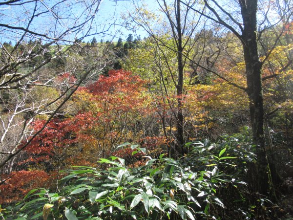 登山道